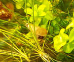 Malaysian Trumpet Aquarium Snail (Aquarium Cleaner) $2.00 Each + $3 Postage ($12 Express, $0 SYD C&C) @ Sydney Aquascapes